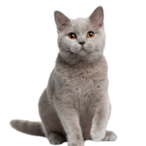 Gatos