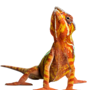 Réptil