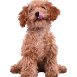 Cachorros