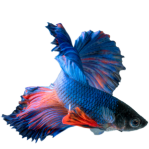 Peixe