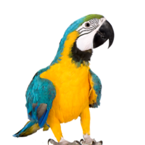 Pássaro